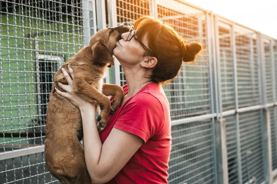 Lavori di custode degli animali a Milano